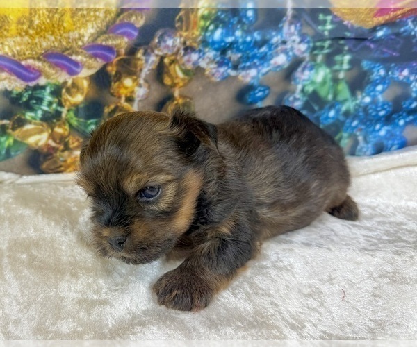 Medium Photo #22 Morkie Puppy For Sale in CASSVILLE, MO, USA