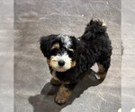 Puppy Tracy Miniature Bernedoodle