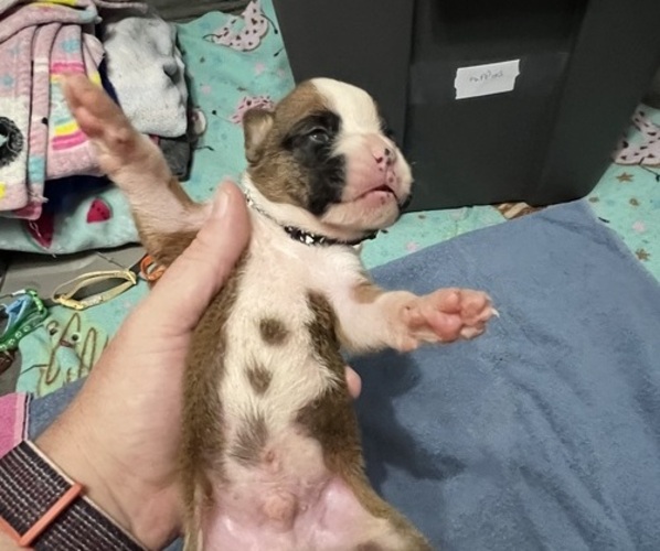 Medium Photo #1 Boxer Puppy For Sale in BLOOMINGTON, IL, USA