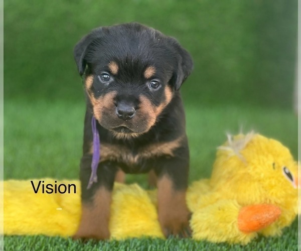 Medium Photo #4 Rottweiler Puppy For Sale in HOPKINSVILLE, KY, USA