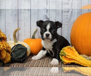 Boston Terrier Puppy for sale in FREDERICKSBG, OH, USA