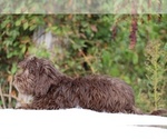 Small #17 ShihPoo