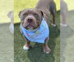 Small Bulldog