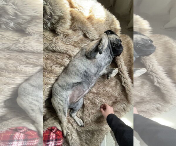 Medium Photo #5 Buggs Puppy For Sale in Sandy, UT, USA