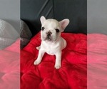 Puppy 4 French Bulldog