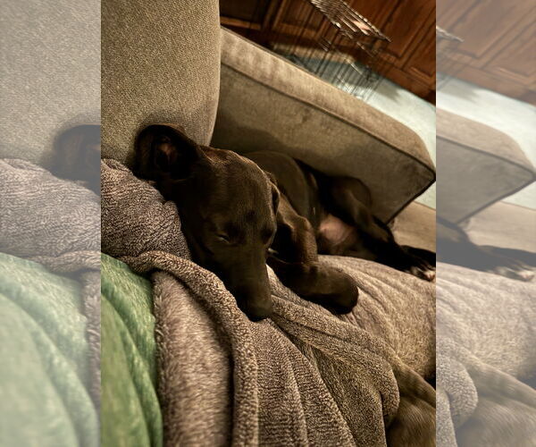 Medium Photo #6 Labrador Retriever-Unknown Mix Puppy For Sale in Mobile, AL, USA