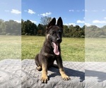 Puppy Brown Collar German Shepherd Dog