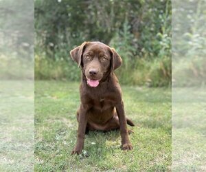Labrador Retriever-Unknown Mix Dogs for adoption in PIPE CREEK, TX, USA