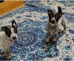 Small #12 Australian Cattle Dog