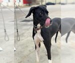 Small Photo #11 Great Dane Puppy For Sale in Bullard, TX, USA