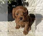 Small #5 Cavapoo