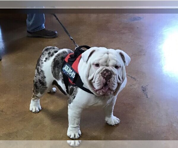 Medium Photo #1 Bulldog Puppy For Sale in BRKN ARW, OK, USA