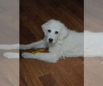 Small #5 Great Pyrenees