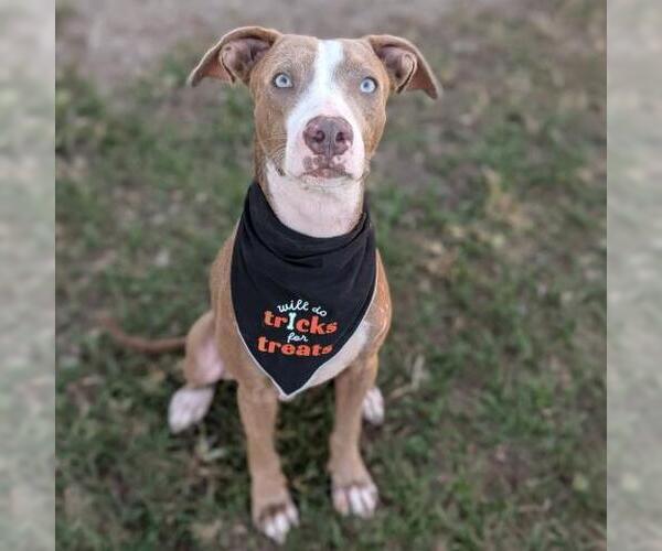 Medium Photo #1 Mutt Puppy For Sale in Conroe, TX, USA