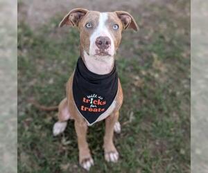 Mutt Dogs for adoption in Conroe, TX, USA