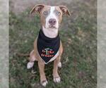PARKER - Male Mutt Dog for Adoption - Small photo