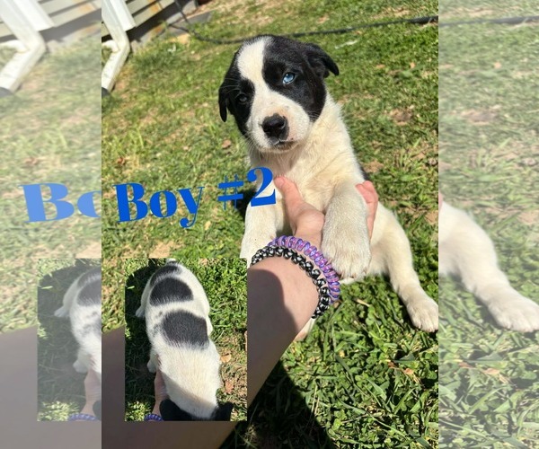 Medium Photo #3 Aussiedor Puppy For Sale in Columbus, IN, USA