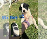 Small #2 Aussiedor
