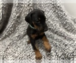 Small #1 Doberman Pinscher