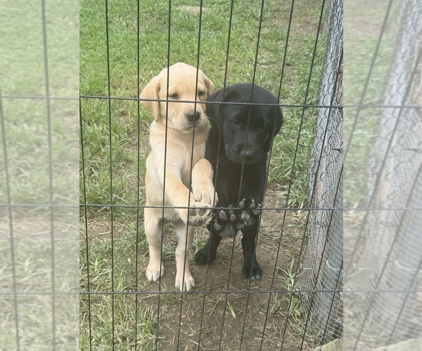 Medium Photo #1 Labrador Retriever Puppy For Sale in PIKEVILLE, TN, USA