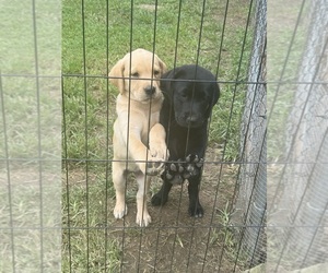 Labrador Retriever Puppy for sale in PIKEVILLE, TN, USA