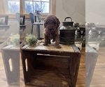 Small #5 Goldendoodle (Miniature)