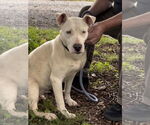 Small #12 Bull Terrier Mix