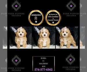Maltipoo Puppy for sale in WARSAW, IN, USA