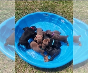 Doberman Pinscher Puppy for sale in SALLEY, SC, USA
