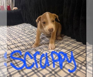 Scrappy (Seven Wonders 2026) - Male Mutt Dog for Adoption - Photo #2