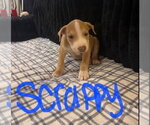 Small Photo #2 Mutt Puppy For Sale in Wenonah, NJ, USA