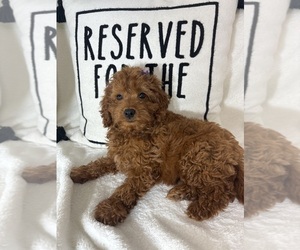 Goldendoodle (Miniature) Puppy for sale in GREENFIELD, IN, USA