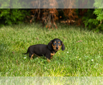 Small #8 Dachshund