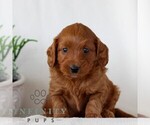 Small Goldendoodle (Miniature)