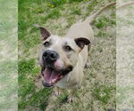 Small #4 American Pit Bull Terrier Mix