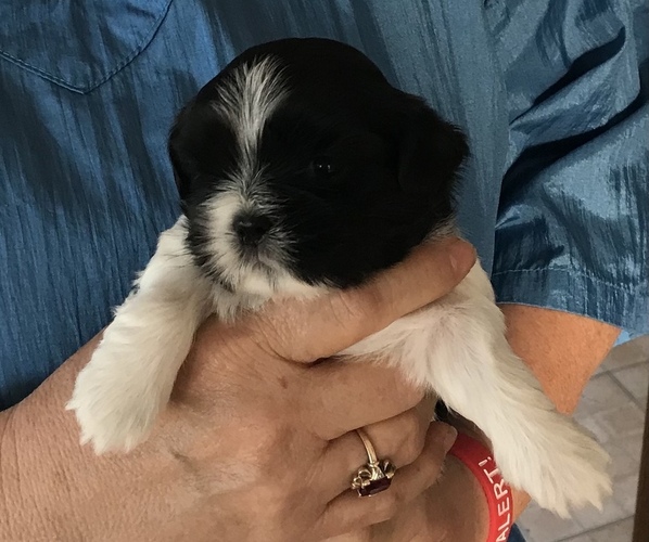 Medium Photo #8 Shih Tzu Puppy For Sale in KLONDIKE, TX, USA