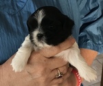 Small Photo #8 Shih Tzu Puppy For Sale in KLONDIKE, TX, USA
