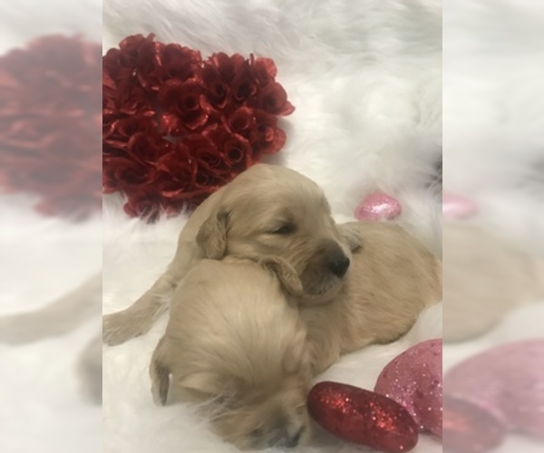 Medium Photo #2 Goldendoodle Puppy For Sale in MIAMI, FL, USA
