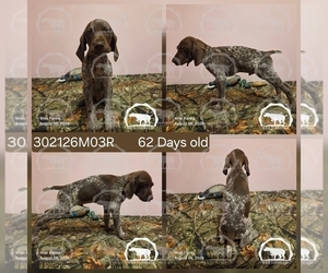 Medium German Shorthaired Pointer