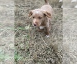 Small Photo #2 Labradoodle Puppy For Sale in HILLSDALE, MI, USA