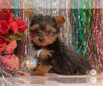 Small Photo #7 Yorkshire Terrier Puppy For Sale in SAFFORD, AZ, USA