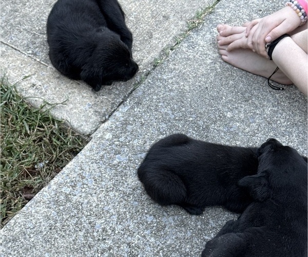 Medium Photo #1 Mastador Puppy For Sale in DAYTON, TN, USA