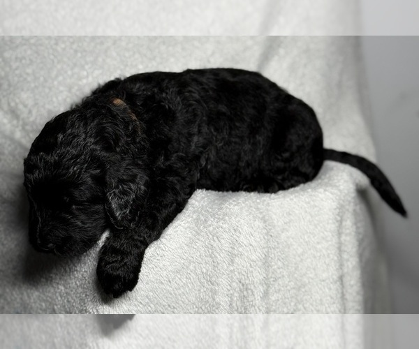 Medium Photo #28 Goldendoodle Puppy For Sale in HOWARD CITY, MI, USA