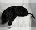 Small Photo #28 Goldendoodle Puppy For Sale in HOWARD CITY, MI, USA