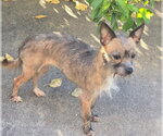 Small Photo #2 Chihuahua Puppy For Sale in Walnutport, PA, USA