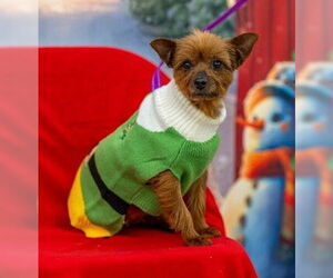 Mutt Dogs for adoption in Fremont, CA, USA