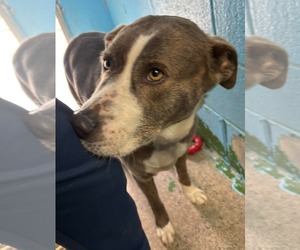 Mutt Dogs for adoption in Rustburg, VA, USA