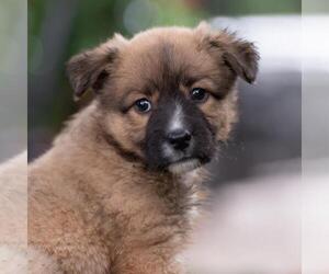 Labrador Retriever-Unknown Mix Dogs for adoption in San Diego, CA, USA