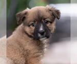Small Labrador Retriever Mix