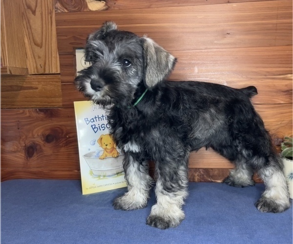 Medium Photo #5 Schnauzer (Miniature) Puppy For Sale in BIG CABIN, OK, USA
